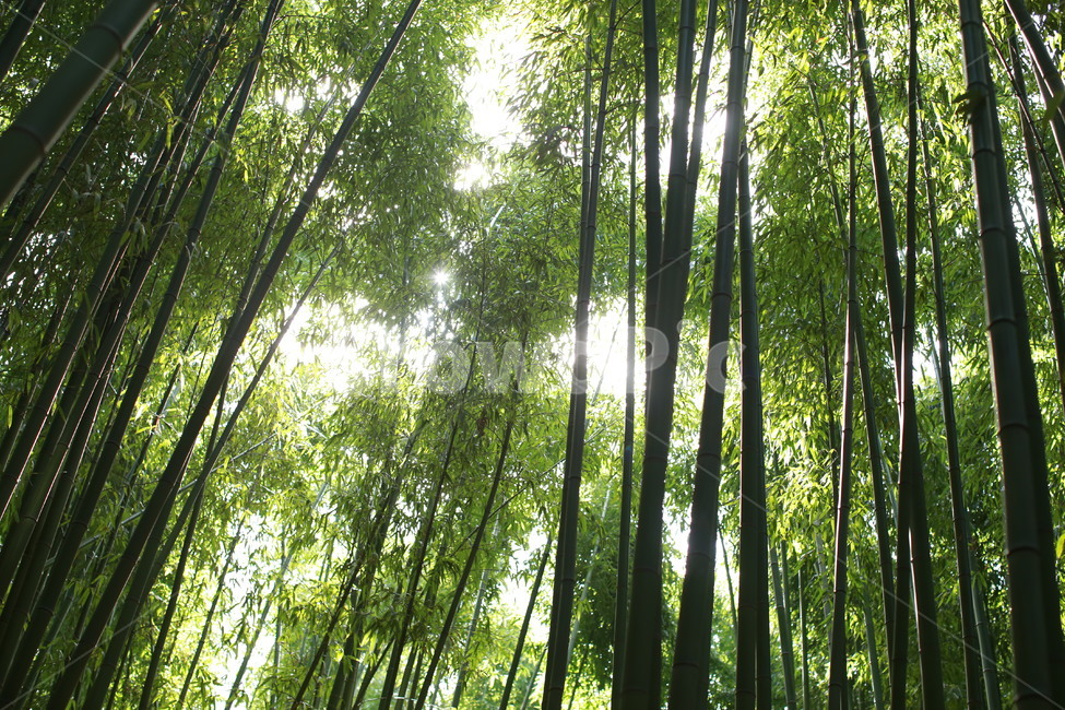 대숲,대나무,식물,푸르름,녹색,눈부심,자연,풍경,nature,landscape