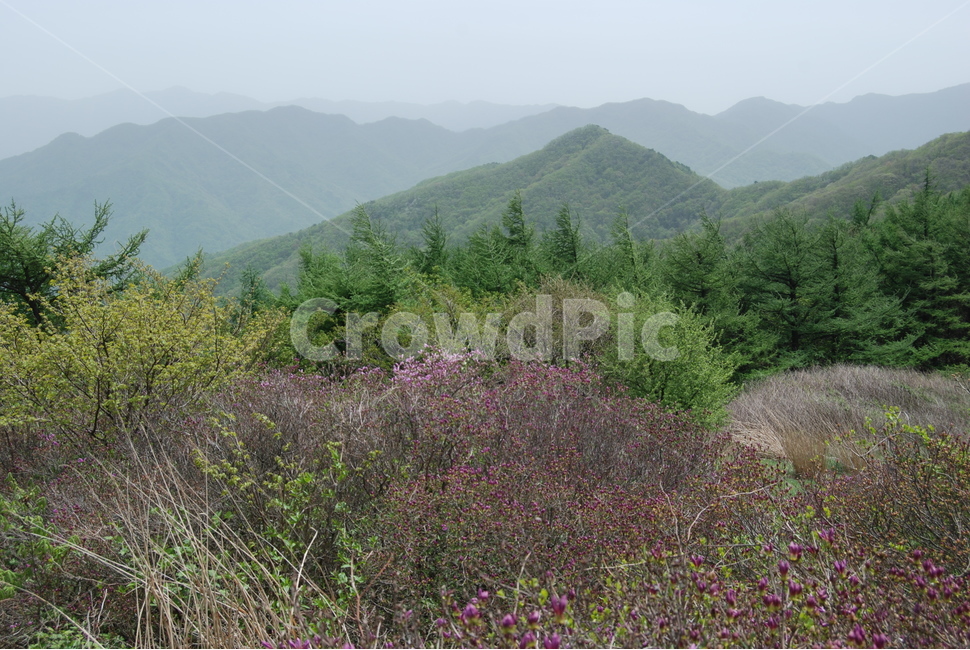 바래봉,세걸산,산철쭉,팔랑치,정령치,자연의위대함,등산로,능선,아름다움,신비스런산,돌,산행,힐링,자연,감성,등산,계절,여행,한국,한국명산,한국등산,풍경,눈,나무,하늘,바람,바람소리,환경,생태계,산,땅,자연,풍경,nature,landscape,한국자연풍경,한국자연경관,korea nature landscape,plant,식물,tree,fir,전나무,abies,아비