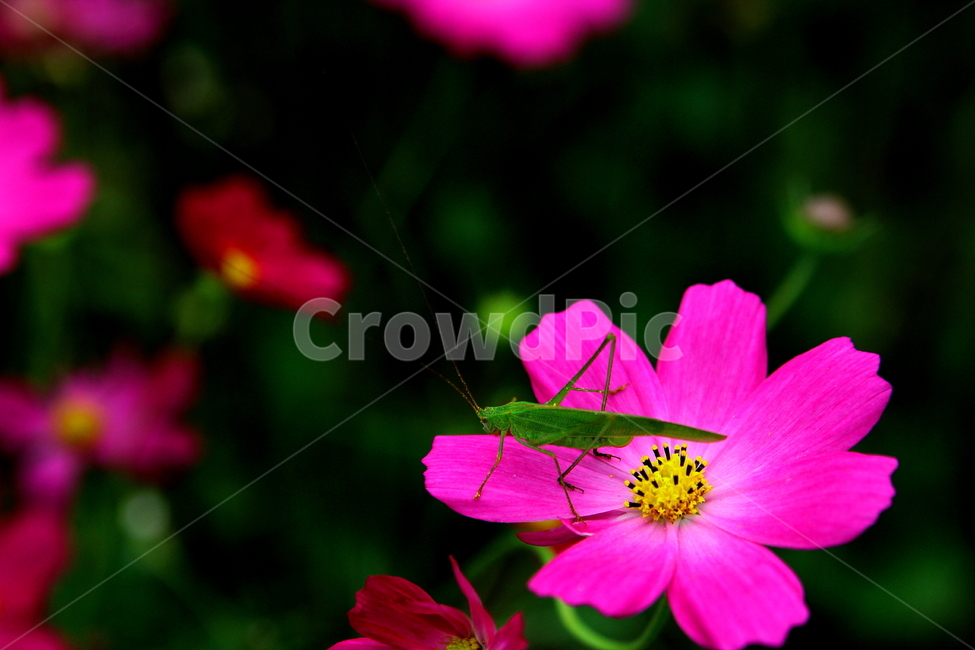베짱이,여치,코스모스,야생화,가을꽃,분홍꽃,보라꽃,가을향기,comos,flower,autumn,fall,가을,계절,season,식물,자연,plants,nature,꽃,식물,자연,plants,nature,꽃,flower,동물,animal,곤충,벌레,insect,bug