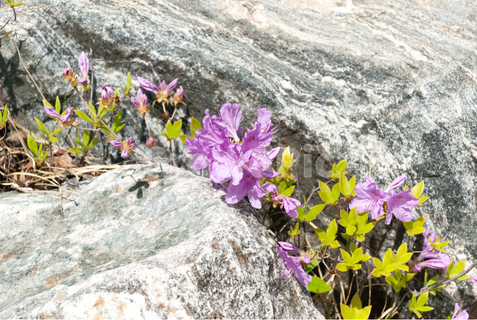 산철쭉,철쭉,봄,꽃,생화,공원,식물,조경,분홍,spring,season,flowe,만개,만발,자연,향기,아름다운,화사한,나뭇가지,봄꽃,돌,봄,계절,spring,season,식물,자연,plants,nature,꽃,flower,plant,blossom,geranium,제라늄,petal,꽃잎