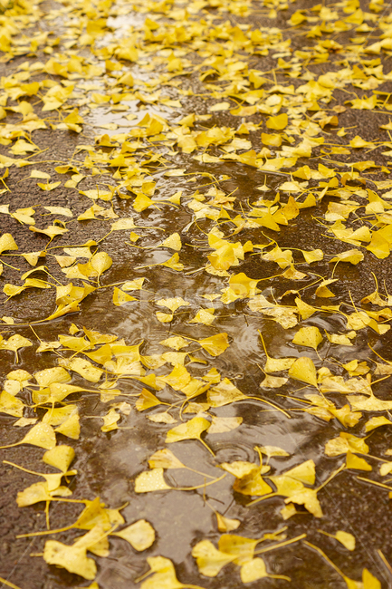 은행잎,가을,가을비,가을풍경,가을소경,낙엽,가울,단풍,단풍길