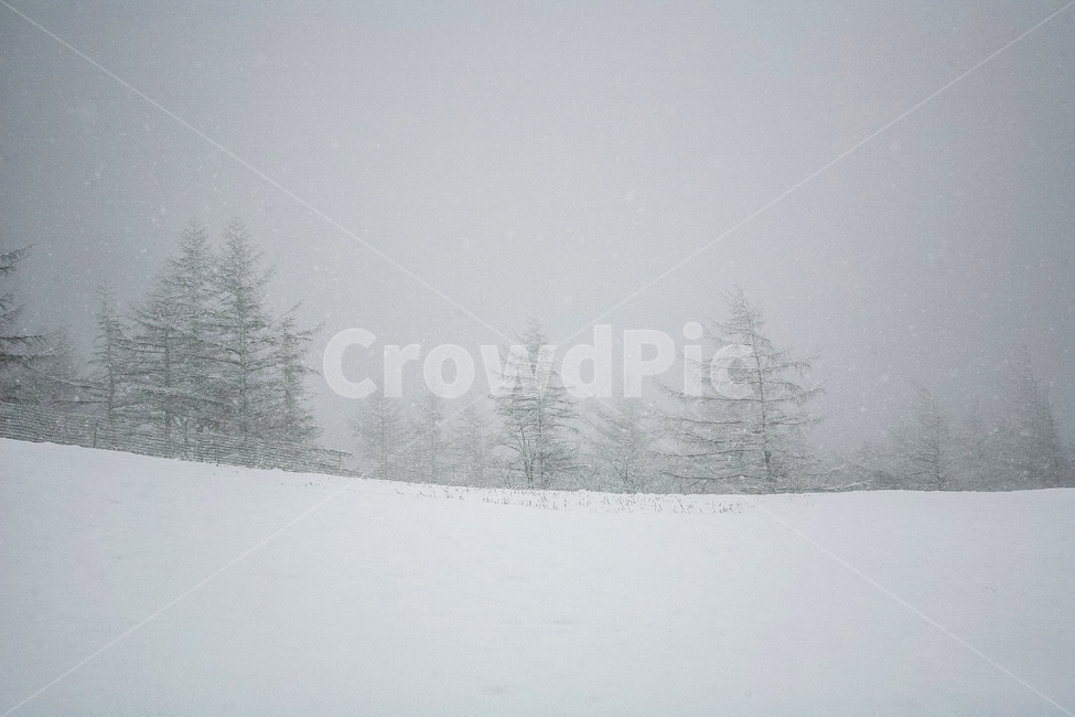 설경,설원,겨울,눈,스노우,화이트,겨울풍경,계절,겨울,계절,winter,season,자연,풍경,nature,landscape