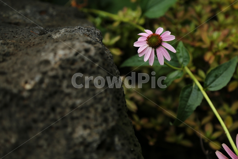 plant,식물,blossom,꽃,flower,daisies,데이지,daisy