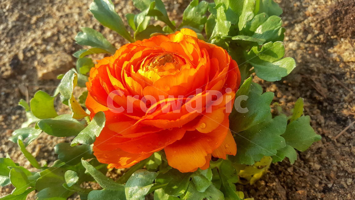 꽃,식물,근접,봄,flower