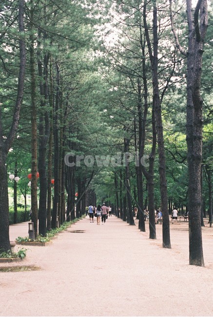 남이섬,메사퀘타이어,나무,길,나무길,자연,풍경,nature,landscape,식물,plants,나무,trees,wood,outdoors,옥외,garden,정원,arbour,정자