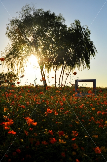 상암동,하늘공원,억새풀,꽃밭,해질녘,꽃,나무,하늘,초저녁,억새풀축제,한국,가을,액자,포토존,skypark,sky,park,reed,silvergrass,flower,flowergarden,garden,sunset,sun,trees,evening,festival,autumn,season,frame,photozone,자연,풍경,nature,landscape,flare,플레어,light,빛,outdoors,옥외,grassland,목초지,field,들