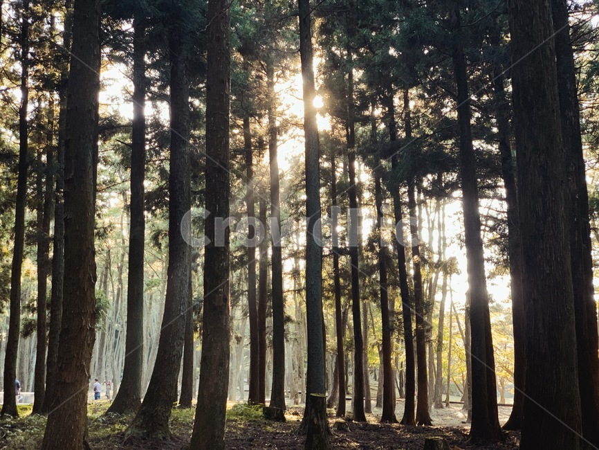 tree,나무,plant,식물,sunlight,햇빛,vegetation,초목,rlare,플레어,light,및,그늘,자연,숲,숲속,nature,나무,trees,wood