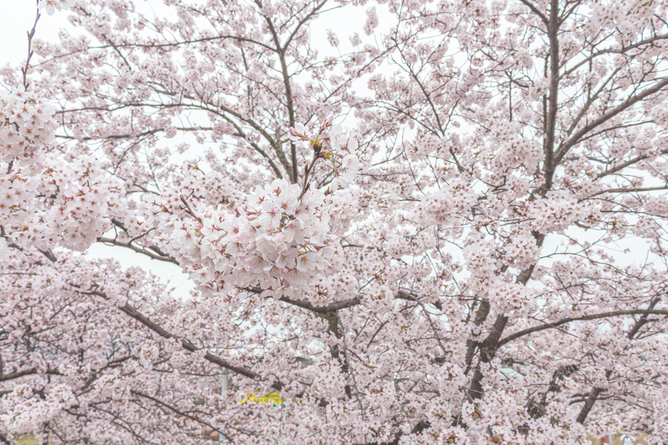 봄,꽃,벚꽃,blossom,flower