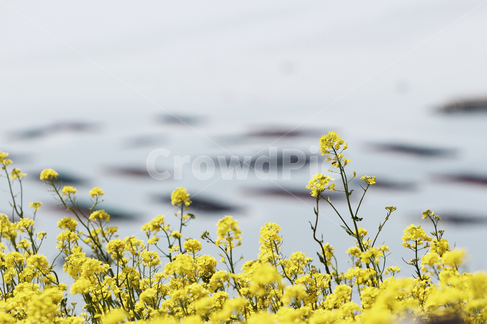 flower,plant,식물,꽃,청산도,유채꽃