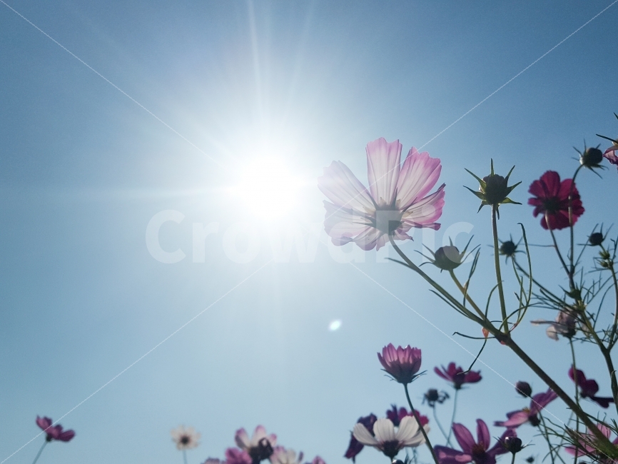 빛,가을,코스모스,하늘,꽃,감성,가을,계절,fall,autumn,season,식물,자연,plants,nature,꽃,flower,light,flare,플레어,sunlight,햇빛