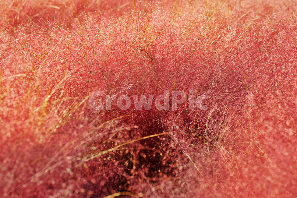 핑크뮬리,pinkmuhly,쥐꼬리새류,여러해살이풀,분홍억새,헤어리온뮬리,걸프뮬리,정원식물,가을,계절,fall,autumn,season,bush,부시,vegetation,초목,plant,식물