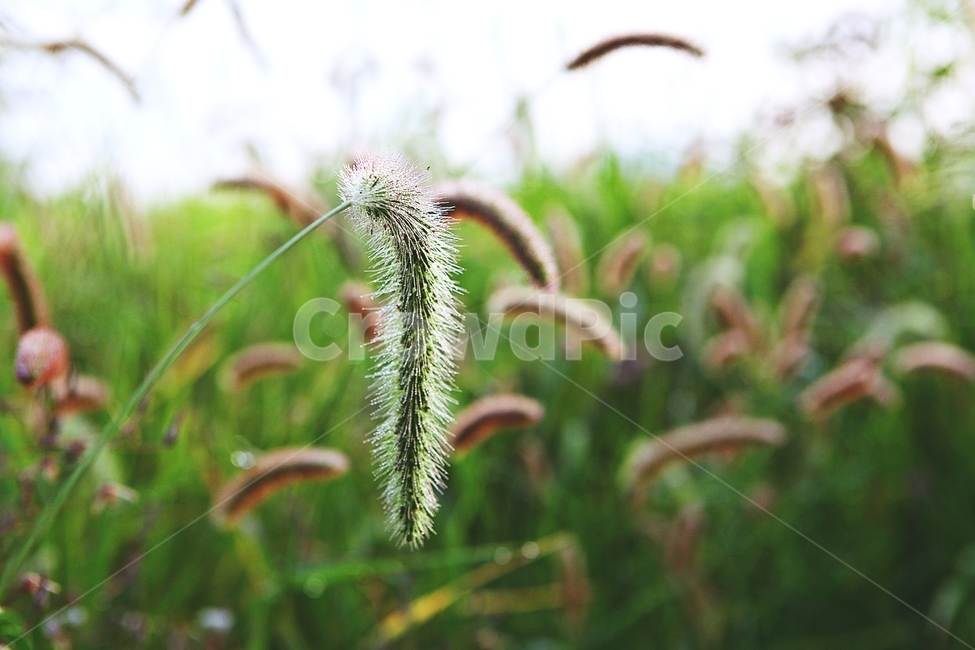 강아지풀,풀,잡초,식물,자연,여름,계절,식물,자연,plants,nature