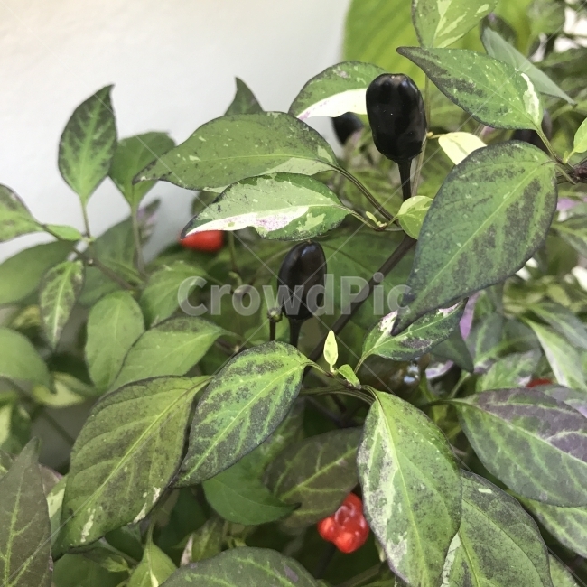 화초고추,화초하늘고추,꽃고추,하늘고추,Solanumcherry,가지과,여러해살이풀,열매식물,고추맛,식용,식물,꽃,Flower,식물,자연,plants,nature,채소,야채,vegetables