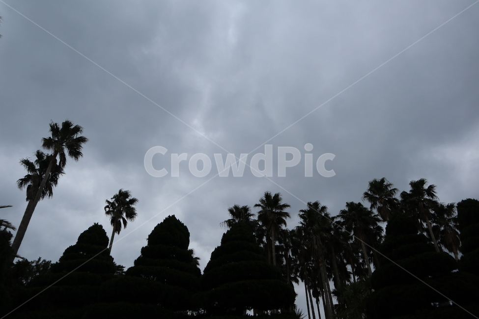 숲,식물,나무,삼림지,초목,tree,plant,vegetation,woodland,outdoors,옥외,forest,land,작은숲,grove,자연,nature