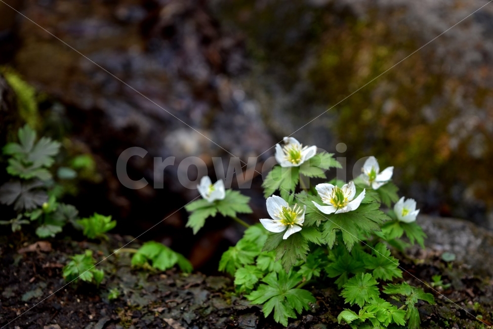 모데미풀,봄,야생화,꽃,청태산,강원도,봄꽃,고산야생화,감성,wildflower,산꽃,봄야생화,계곡,이끼,꽃말,슬픈추억,아쉬움,MegaleranthissaniculifoliaOhwi,금매화아재비,운봉금매화,식물,자연,식생,생태,식물,자연,plants,nature,꽃,flower