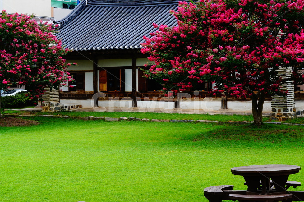배롱나무,꽃,배롱꽃,핑크,안회당,풍경,한국전통,한국문화,korean traditional,korean culture,식물,자연,plants,nature,꽃,flower,나무,trees,wood,건축물,건물외관,exterior,building,structure,architecture,construction