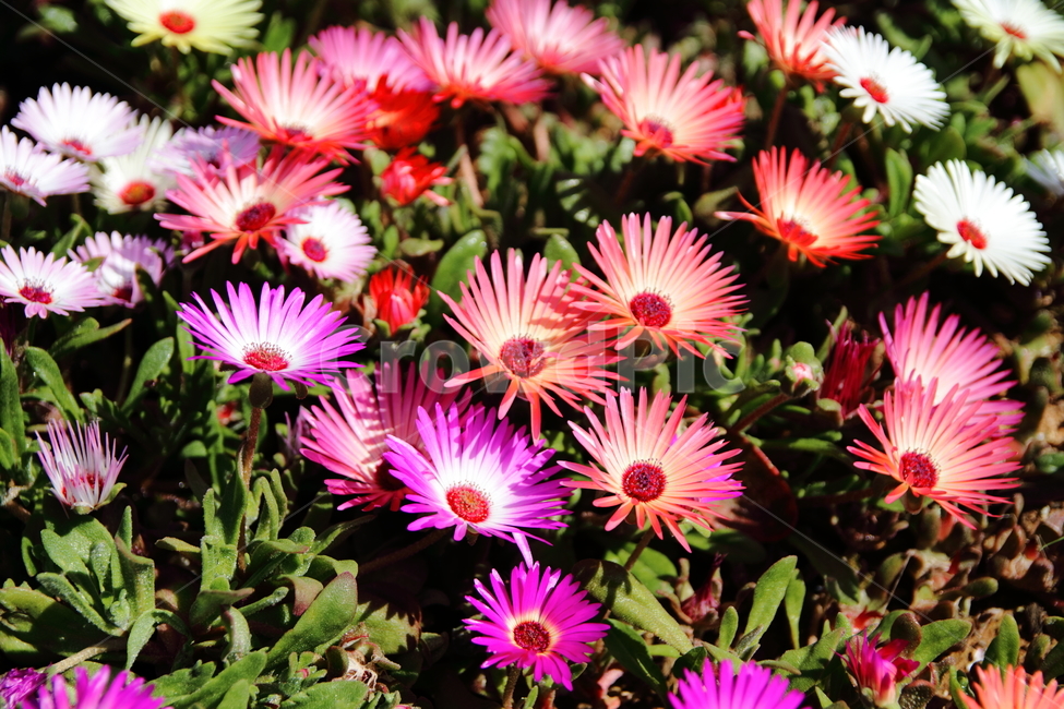 꽃,봄꽃,봄,만개,활짝핀꽃,flower,spring,bloom,봄,계절,spring,season,식물,자연,plants,nature,꽃,flower,plant