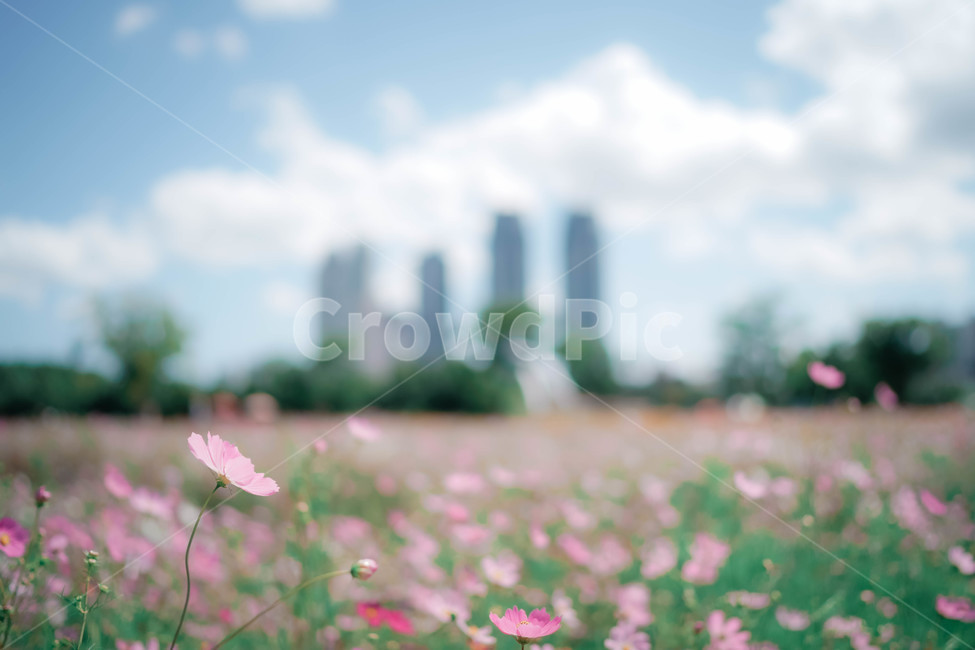 구름,하늘,코스모스,꽃,가을,autumn,commoncosmos,コスモス,gardencosmos,flower,sky,cloud,가을하늘,가을배경,가을이미지,도시,분홍색,식물,가을,계절,fall,autumn,season,식물,자연,plants,nature,꽃,flower,감성,sensible,feeling,plant,blossom,petal,꽃잎,spring,봄,anemone,아네모네