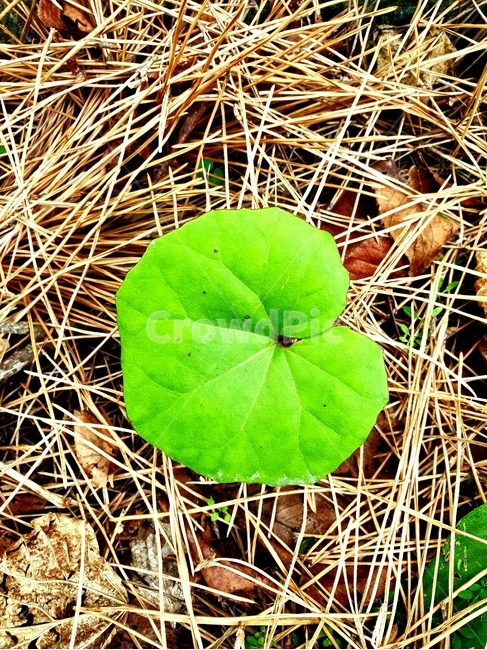 꽃,색감,자연,산,초록색