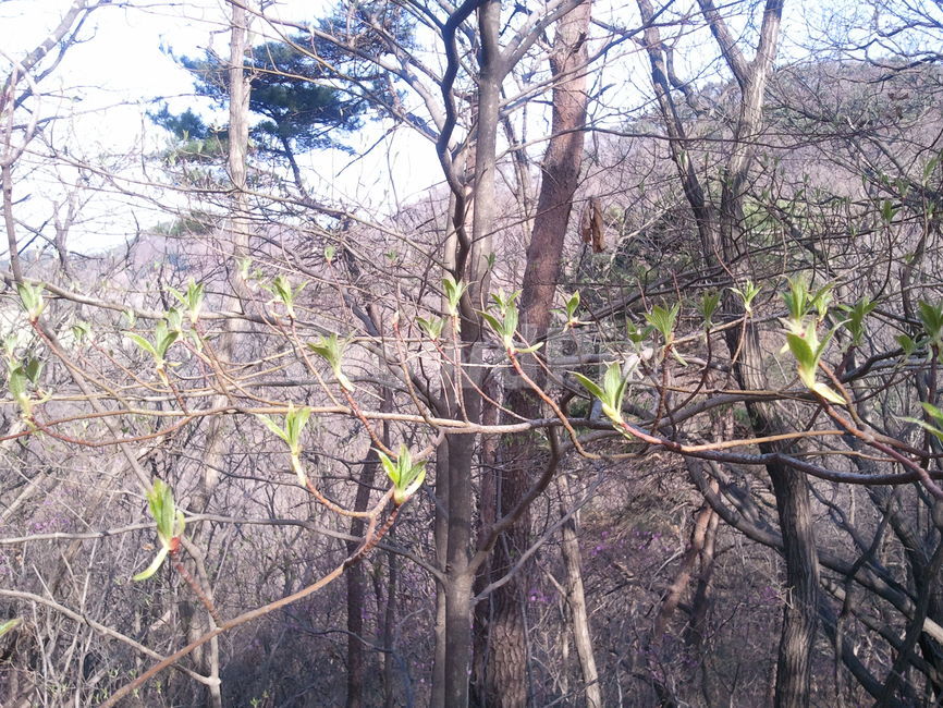 나무,자연,식물,산,새싹,식물,자연,plants,nature