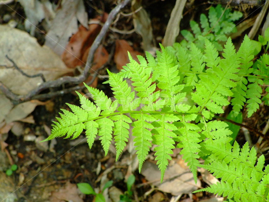 고사리,숲,가지,고삿잎,고사리줄기,식물,자연,plants,nature
