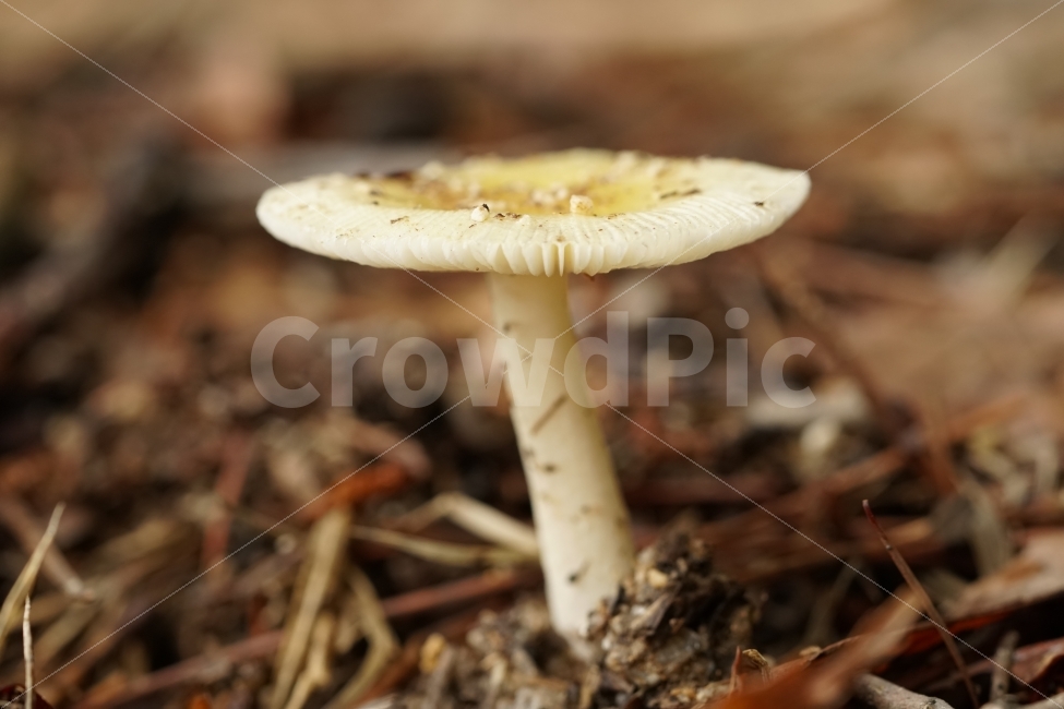 버섯,식물,자연,야채,과일,열매,mushroom,산,산길,나뭇가지,등산,산책,땅,흙,한국자연,한국의자연,snap,snapshot,스냅,스냅사진,스넵,스넵사진,풍경,landscape,시골,country,식물,자연,plants,nature