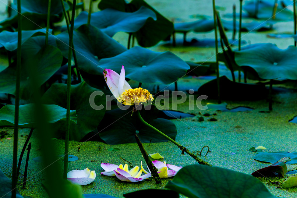 연꽃,낙화,습지,개구리밥,꽃잎,식물,자연,plants,nature,꽃,flower