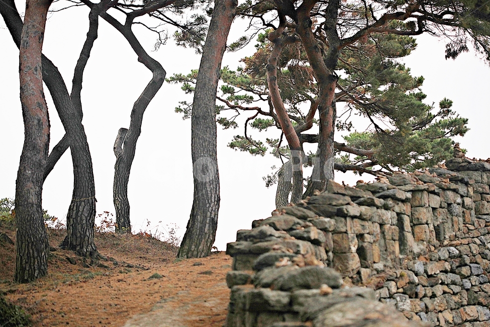 전등사,성,성곽,산성,둘레길,길,숲,숲길,담,돌담,가을,자연,풍경,벽,방어벽,낙엽,단풍,식물,자연,plants,nature,나무,trees,wood