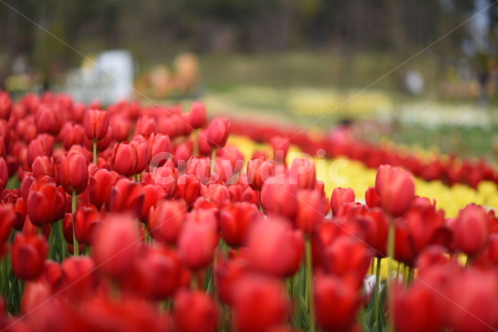 튤립,꽃,화원,화단,빨강,식물,자연,plants,nature,꽃,flower