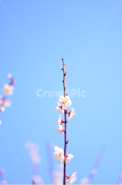 봄,꽃,매화,하늘,아웃포커싱,자연,식물,봄,계절,spring,season,식물,자연,plants,nature,꽃,flower,감성,sensible,feeling,색깔,색상,색채,색감,color sense,color sensitivity,feeling of color,plant