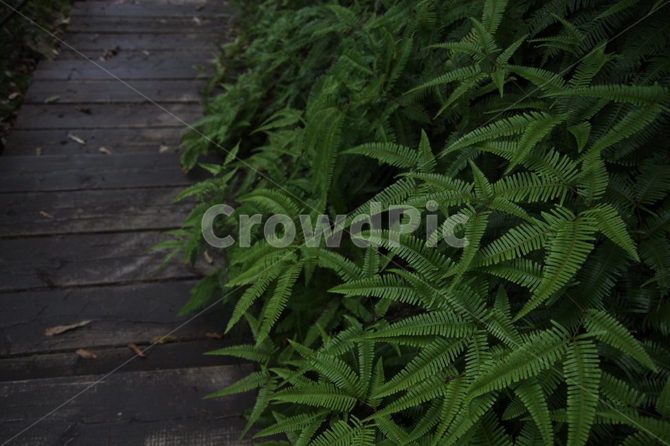 고사리,양치식물,녹색,그린,덤불,식물,자연,plants,nature