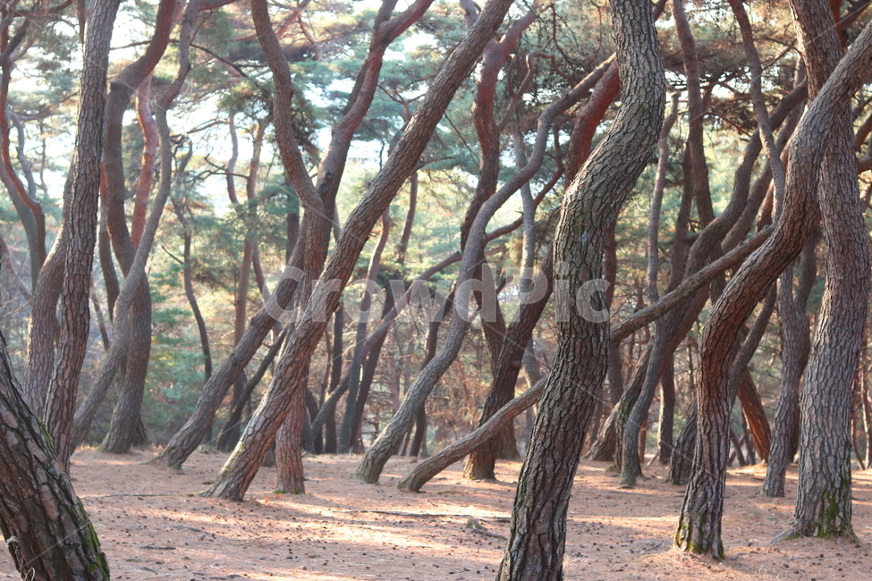 소나무,숲,나무,산,솔잎