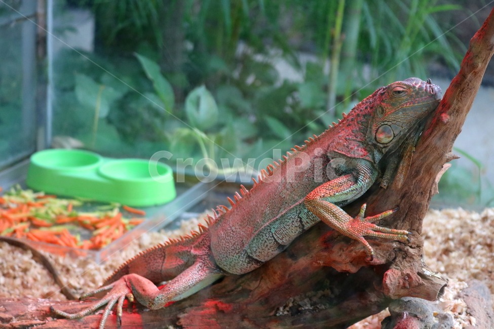 이구아나,도마뱀,파충류,동물,척추동물,자연,동물,animal,파충류,양서류,reptile,amphibian