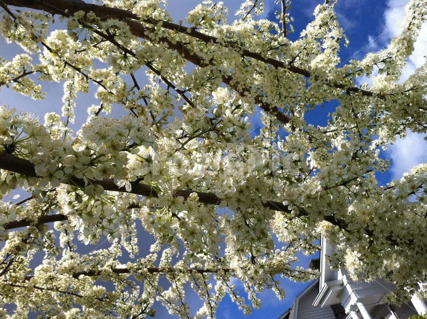 plant,식물,blossom,꽃,cherryblossom,벚꽃,flower,봄,spring,식물,자연,plants,nature,꽃,flower