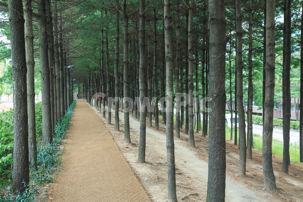 잣나무,잣나무숲,산책로,숲길,나무,산림,숲,산책,길,직선,곧은,풍경,경치,자연,식물,공원,야외,뺵뺵한,잣나무숲길,경춘선공원,경춘선숲길,자연,풍경,nature,landscape,한국자연풍경,한국자연경관,korea nature landscape,plant,tree,path,통로