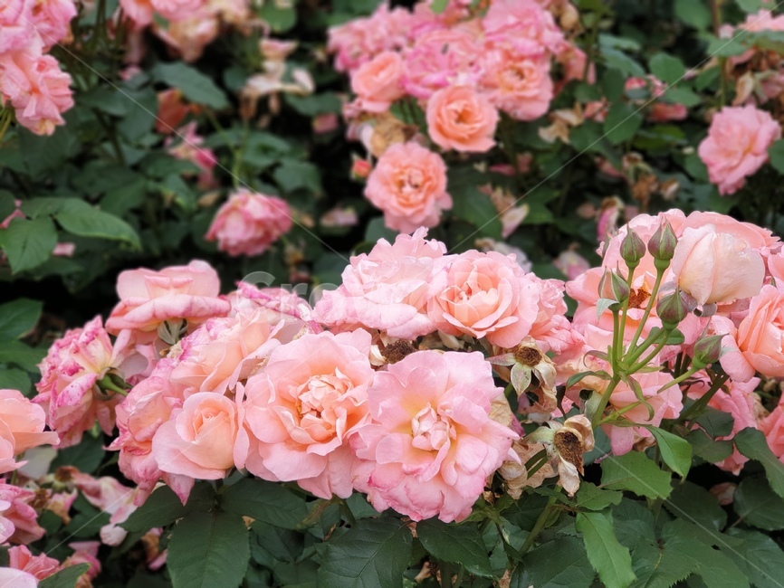 연분홍장미,장미꽃,꽃,rose,장미,분홍꽃,알록달록장미,장미밭,자연,식물,장미원,야외,꽃축제