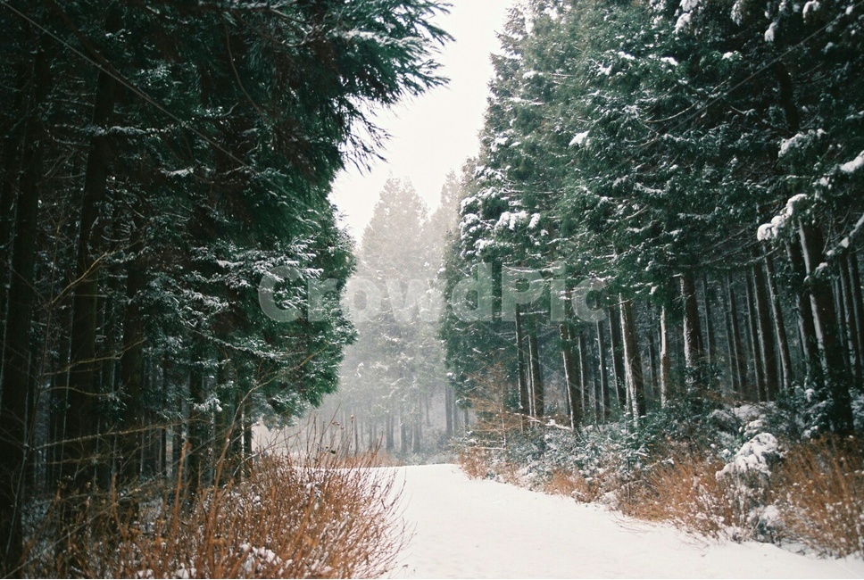 나무,tree,숲,사려니숲,겨울제주,겨울풍경,함박눈,snow,flim,필름,필름사진,제주도,겨울,계절,winter,season,자연,풍경,nature,landscape
