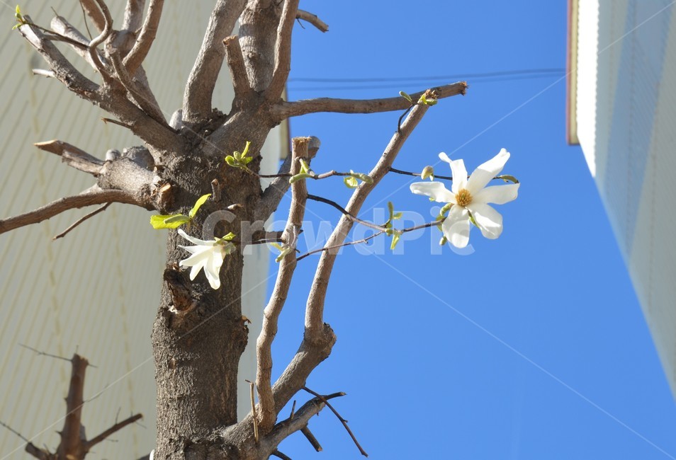 목련,꽃,목련꽃,나무,꽃나무,봄,봄,계절,spring,season,식물,자연,plants,nature,꽃,flower,plant,tree,tree trunk,나무 줄기