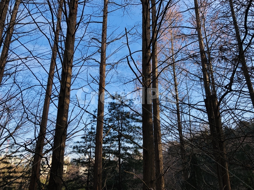 나무,하늘,등산,산책,맑은,자연,풍경,nature,landscape,tree,plant,식물,tree trunk,나무 줄기
