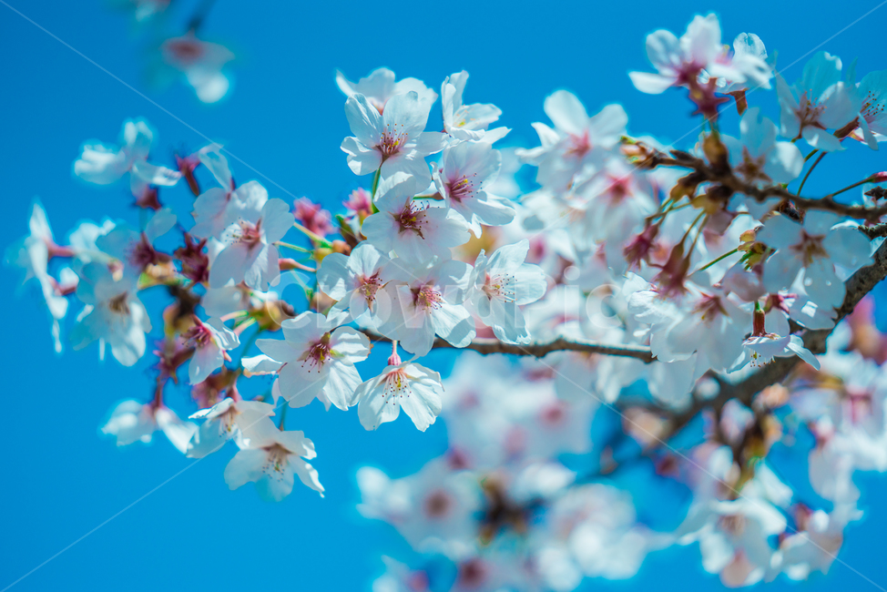 벚꽃,봄,꽃잎,화사함,벚나무,봄바람,하얀색,벚꽃가지,나무가지,봄,계절,spring,season,자연,풍경,nature,landscape,식물,plants,꽃,flower,plant