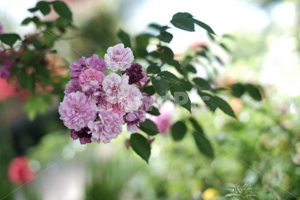 꽃,장미,장미꽃,식물,핑크,핑크색,분홍,분홍색,화려함,식물,자연,plants,nature,꽃,flower