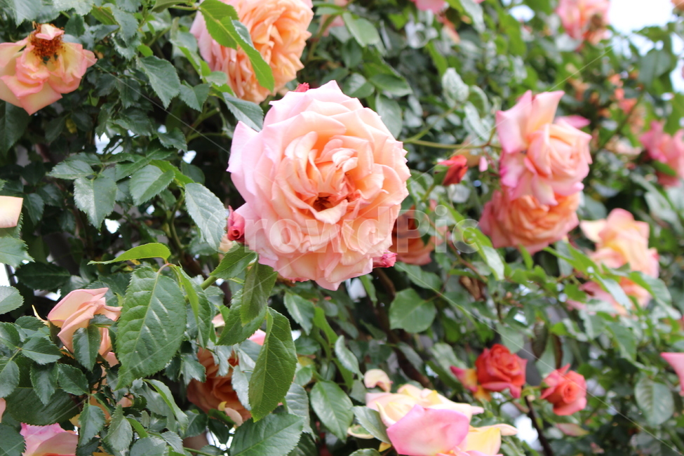 꽃,봄,여름,꽃잎,꽃축제,식물,자연,plants,nature,꽃,flower