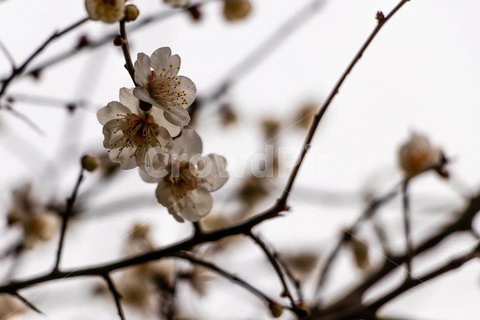 매화,매화꽃,매실꽃,백매화,흰매화,봄,계절,spring,season,식물,자연,plants,nature,꽃,flower,plant,blossom