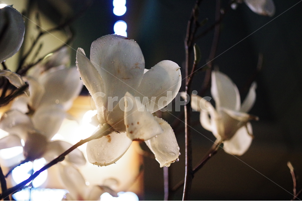 목련,봄,봄꽃,배경화면,꽃,자연,바탕화면,계절,식물,봄,계절,spring,season,식물,자연,plants,nature,꽃,flower,plant,blossom