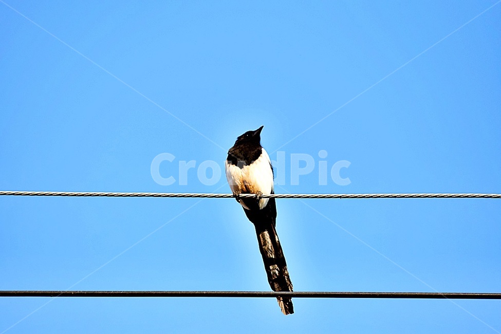 bird,새,animal,동물,까치,동물,animal,조류,새,birds