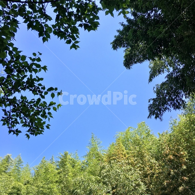 나뭇잎,하늘,자연,나무,풍경,tree,sky,nature,leaf