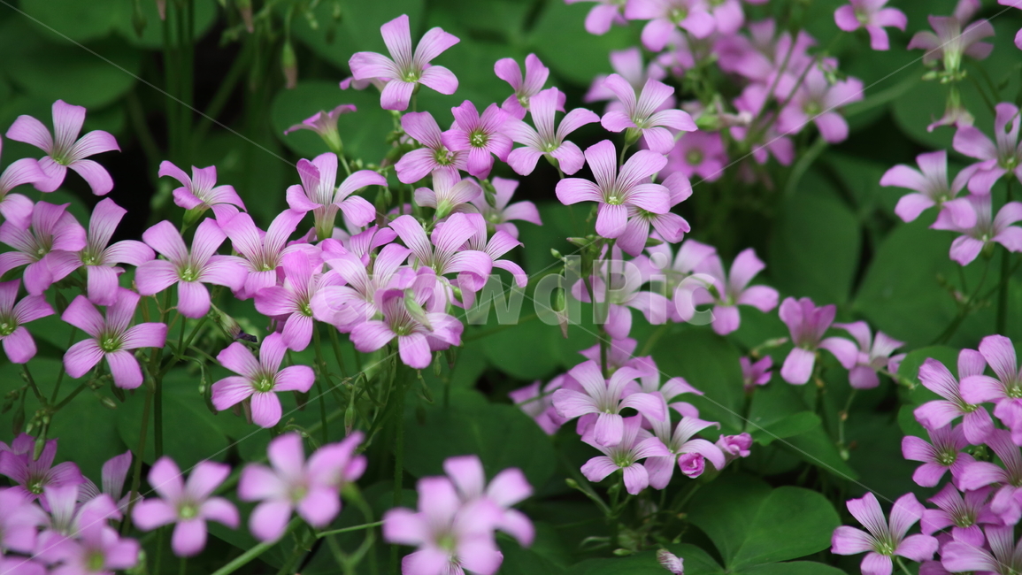 자주괭이밥,꽃,봄,괭이밥,drmartiuswoodsorrel