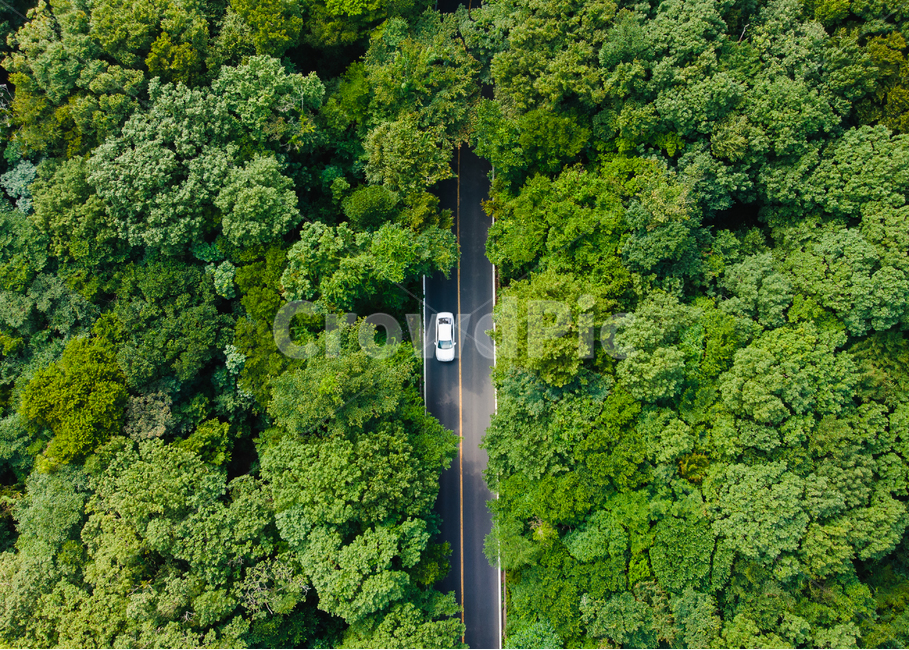 제주,제주도,천백도로,숲터널,vegetation,초목,plant,식물,land,땅,tree,나무,outdoors,옥외,rainforest,열대우림,nature,자연,green,초록,bush,부시,jungle,밀림,road,도로,landscape,경치