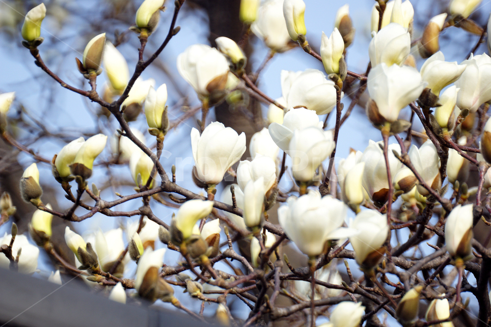 산슈유,봄,노랑,축제감성,목련,봄,계절,spring,season,식물,자연,plants,nature,꽃,flower,plant
