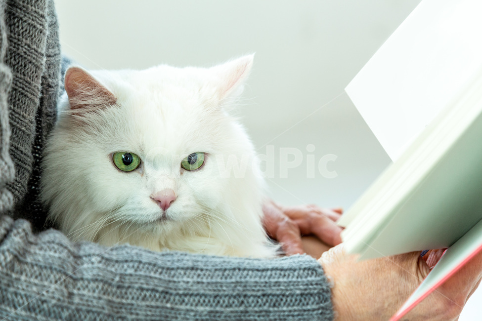 고양이,반려묘,반려동물,동물,여성,노인,책,독서,반려,하얀고양이,흰고양이,포유류,cat,kitty,animal,white,mammal,장모,book,동물,animal,포유류,mammal,고양이,cat,kitten,kitty
